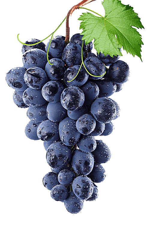 grapes1-free-img